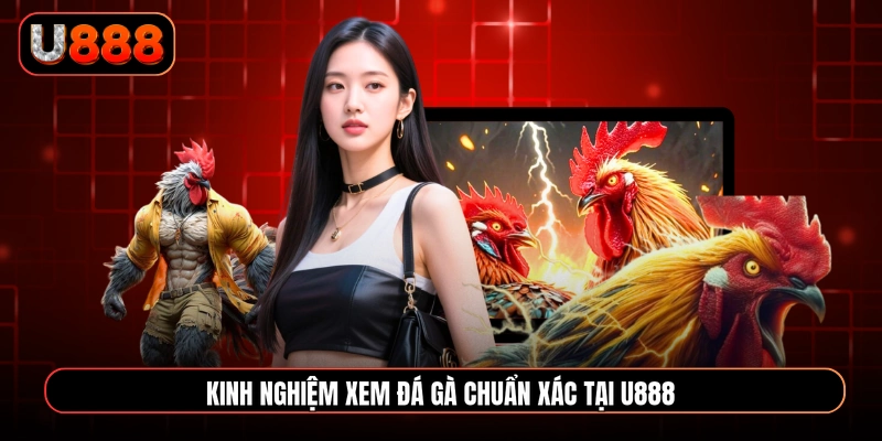Kinh nghiệm xem đá gà chuẩn xác tại U888